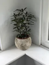 Tommy Ceramic Plant Pot, Light Green & Beige, Multiple Sizes