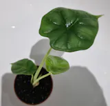 Alocasia Dragon Scale, Alocasia Baginda