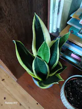 Black Gold Snake Plant - Sansevieria Black Gold