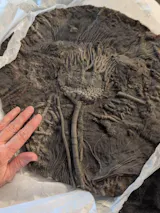 Astonishing Crinoid Plate