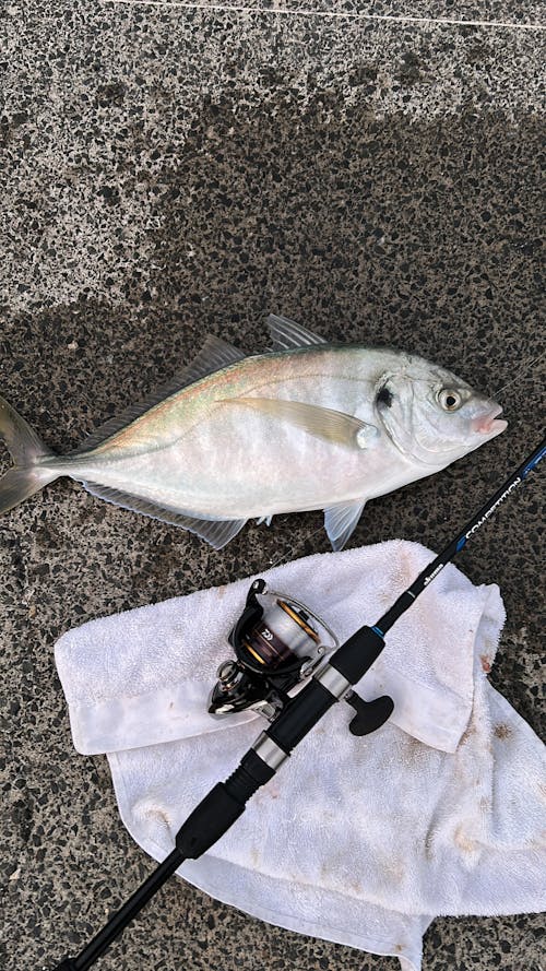 Daiwa Legalis LT 3000-CXH Fishing Reel