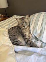 Refresh ThermalCool Pillow