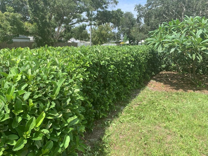 Hedge Trimmer 2 In 1 Reindeer RLL100