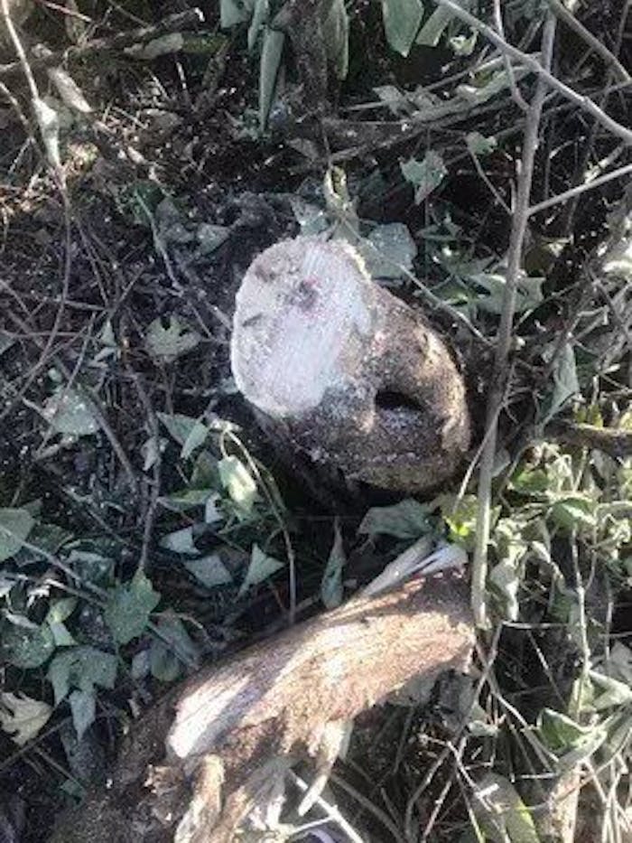 6 In & 8 In Mini Chainsaw Auto Oiler Reindeer