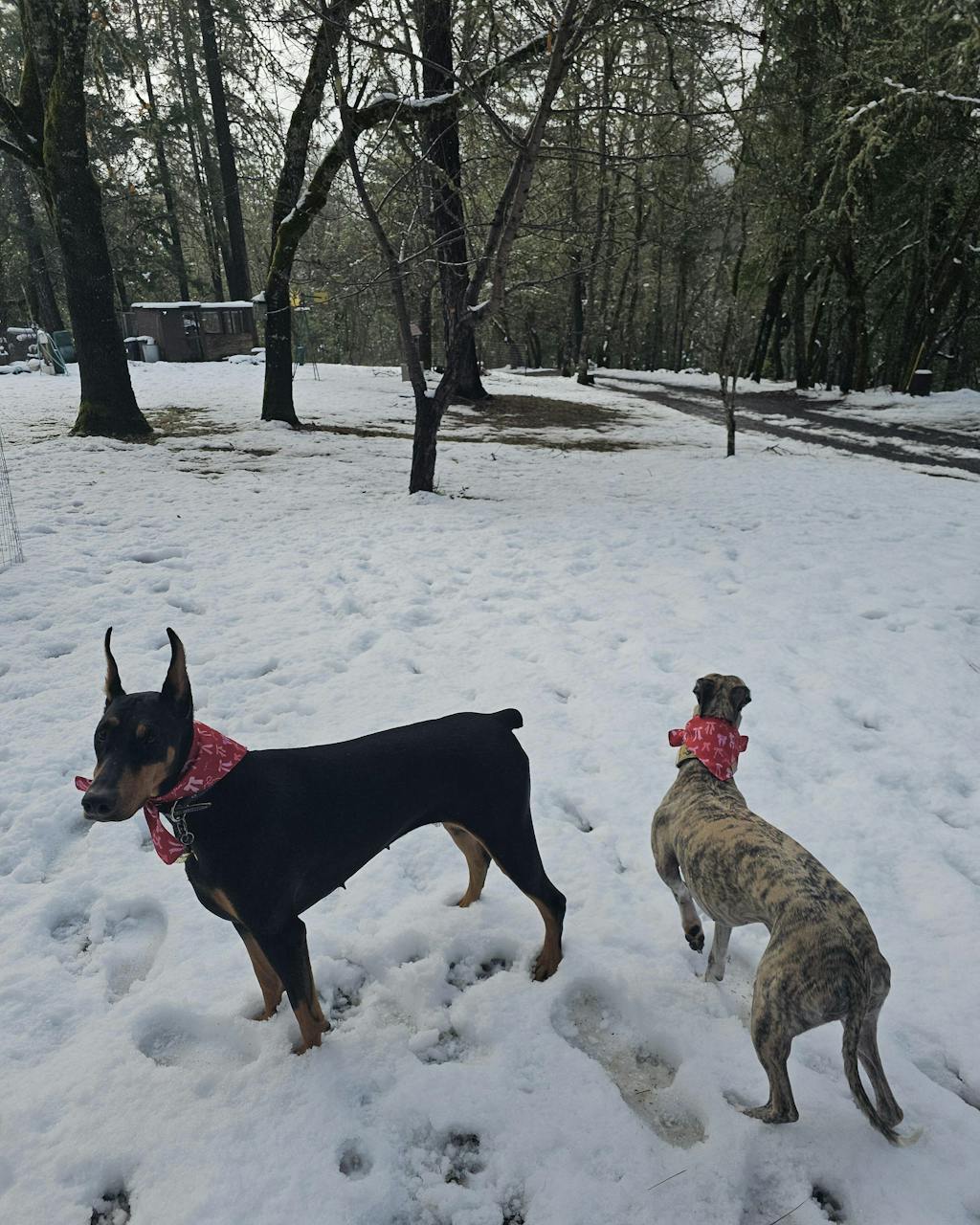 Free Unlimited Return for Store Credit or Exchanges  + Package Protection