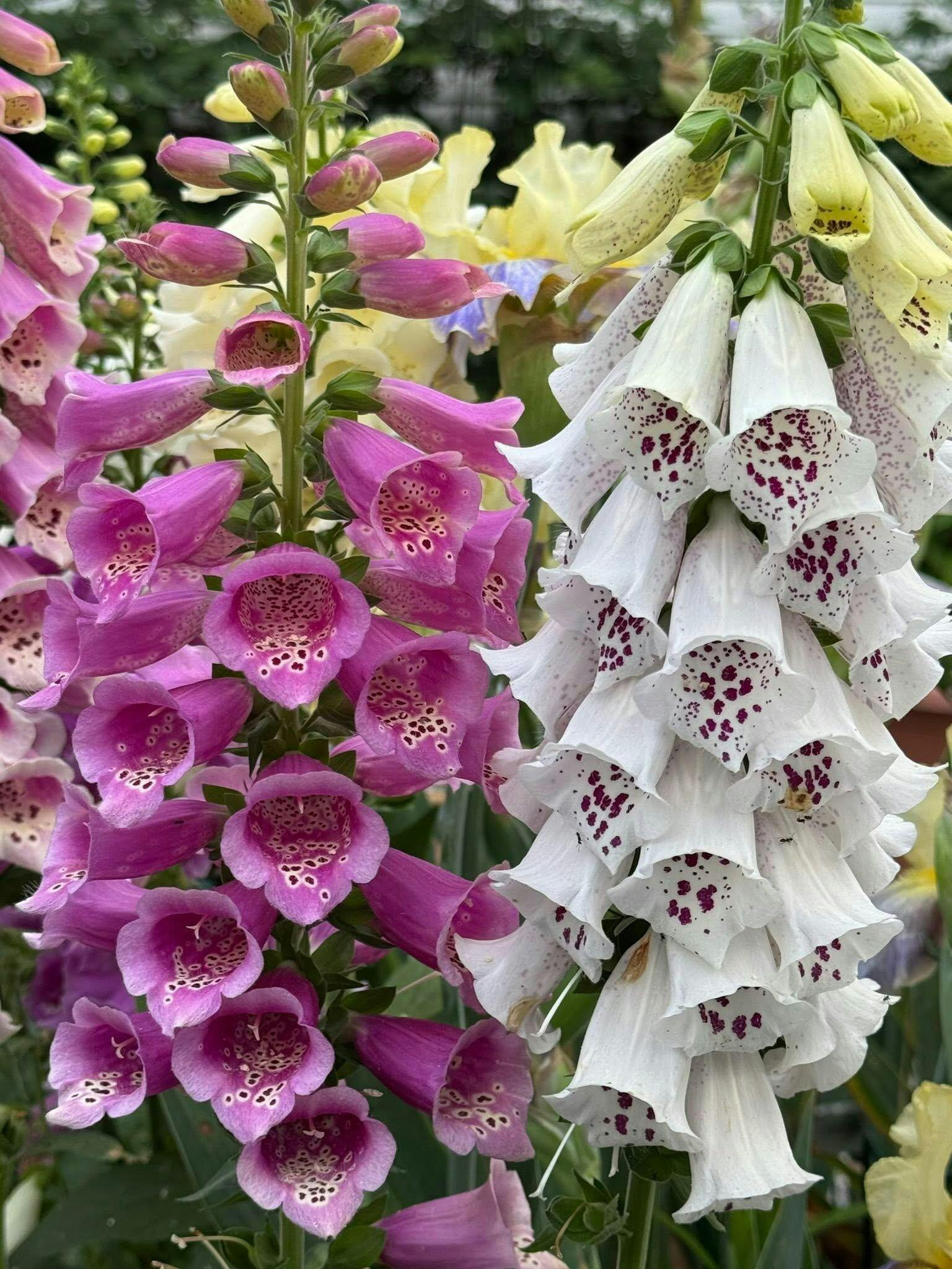 Carousel Mix' Hummingbird Foxgloves – Renee's Garden