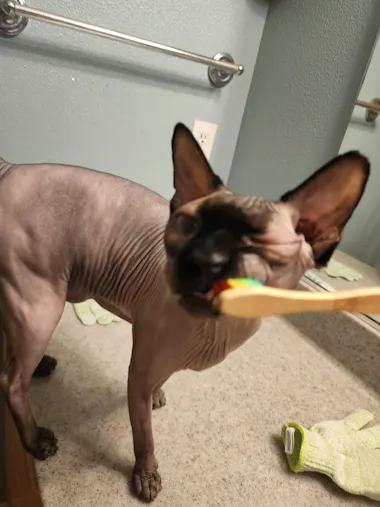 ReNewed Pet | Natural Plant-Based Grooming & Health Products for Pets ...