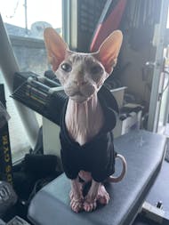 4-HAIRLESS PETS RESTORATIVE SHAMPOO & CONDITIONER