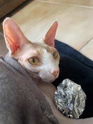 WHOLE BODY HEALTH / Multi-Vitamins for Cats!