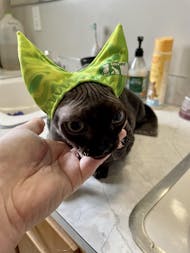 4-ALL PETS SHOWER / EAR / SUN CAP!