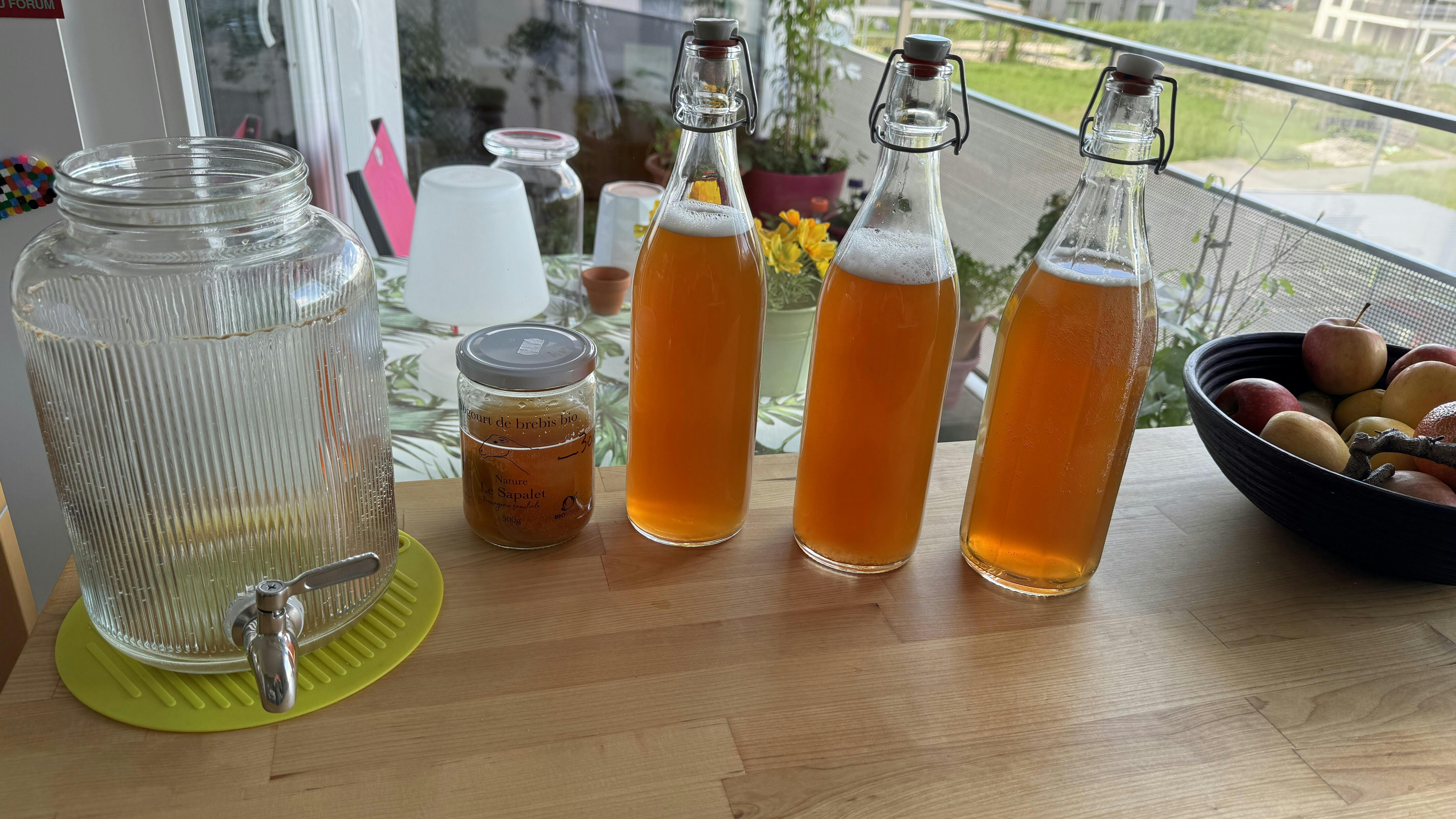 Mère de kombucha biologique Révolution Fermentation France