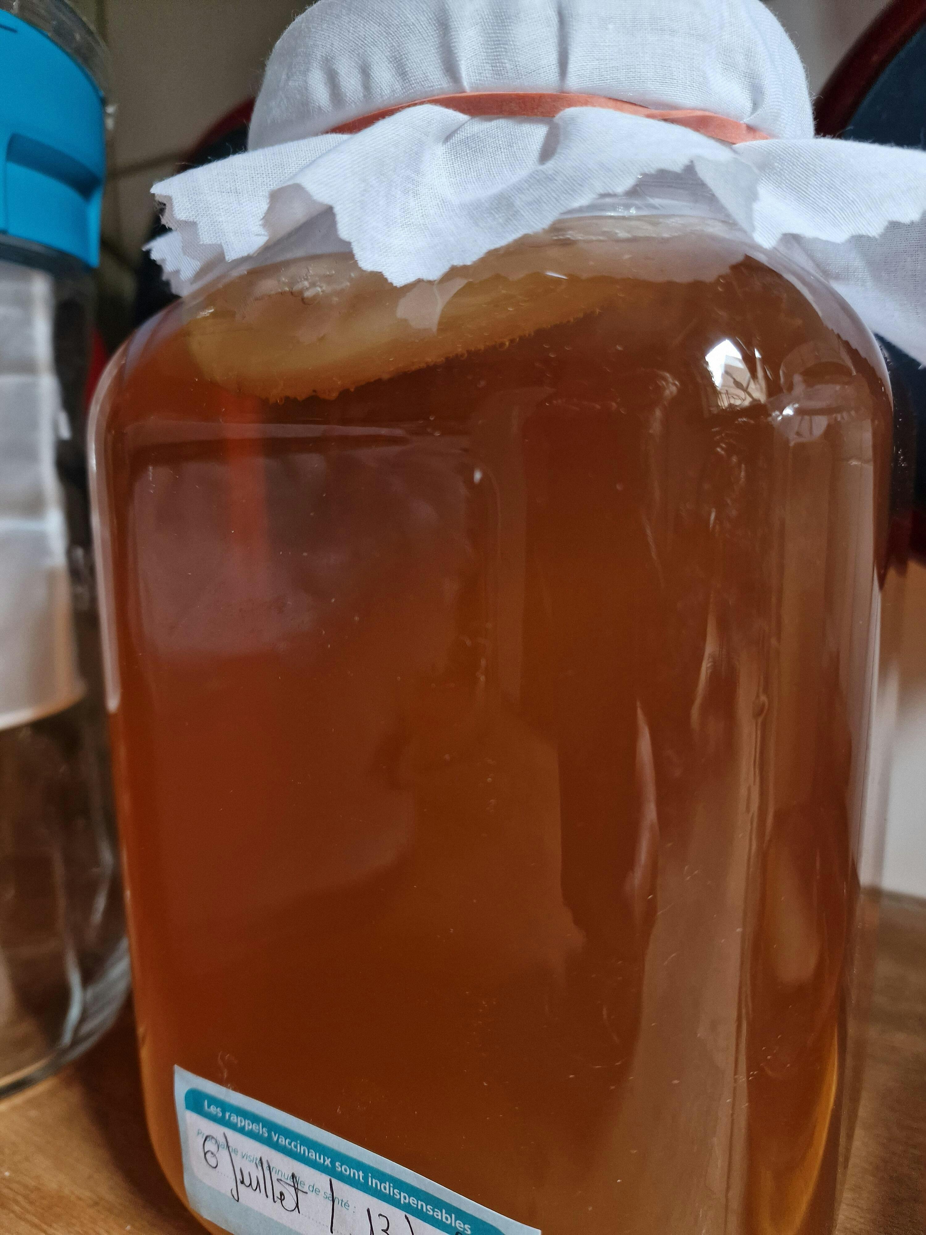 Mère de kombucha biologique Révolution Fermentation France