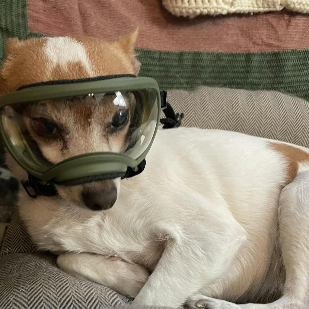 large-goggle-rex-specs