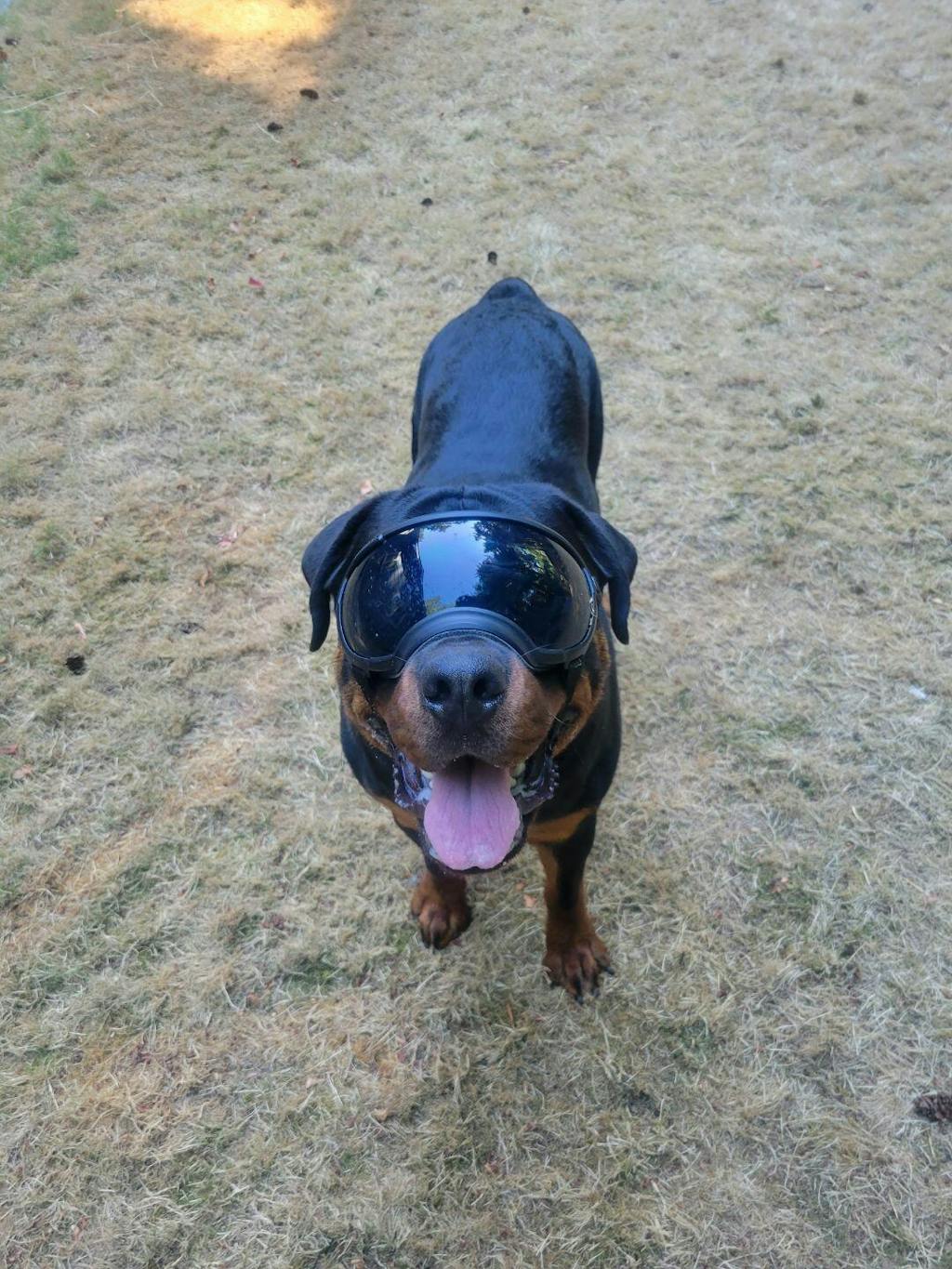 Dog Eyewear Dog Goggles Eye Protection Rex Specs