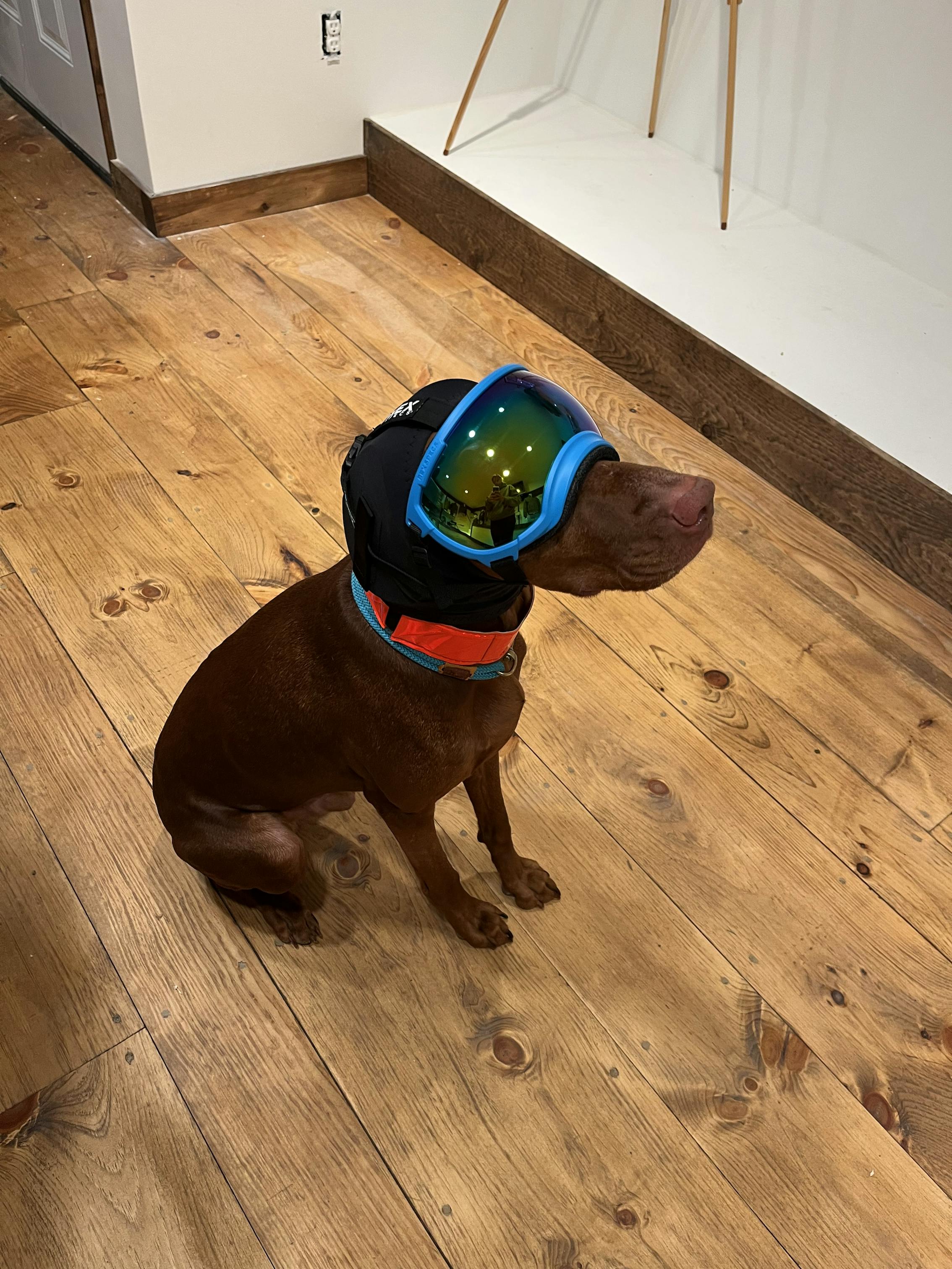 Ear Pro Dog Ear & Hearing Protection Rex Specs