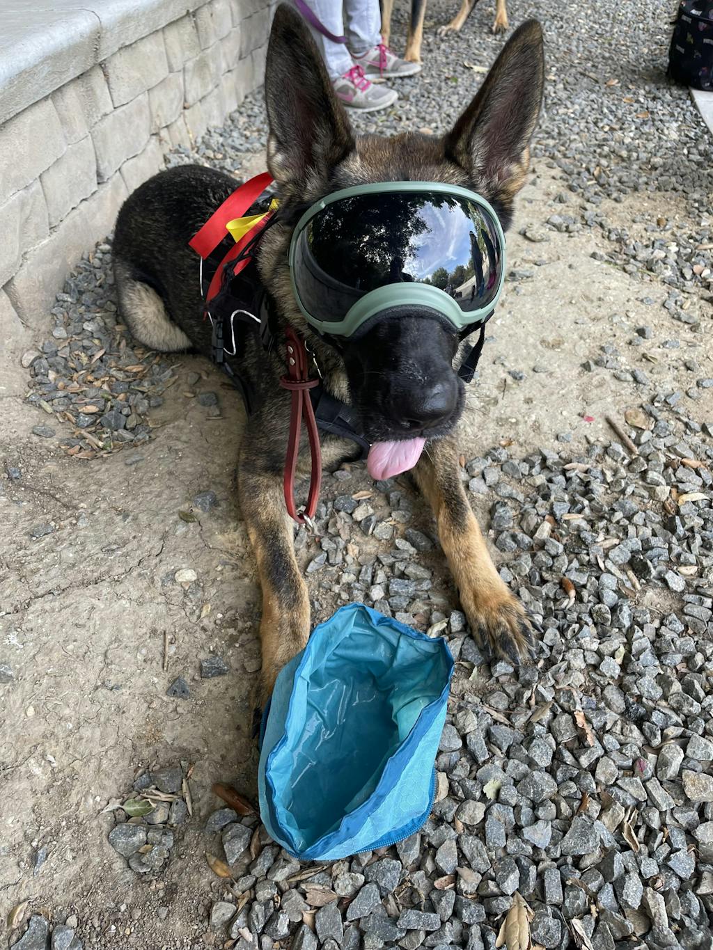 Ear Pro Dog Ear & Hearing Protection Rex Specs