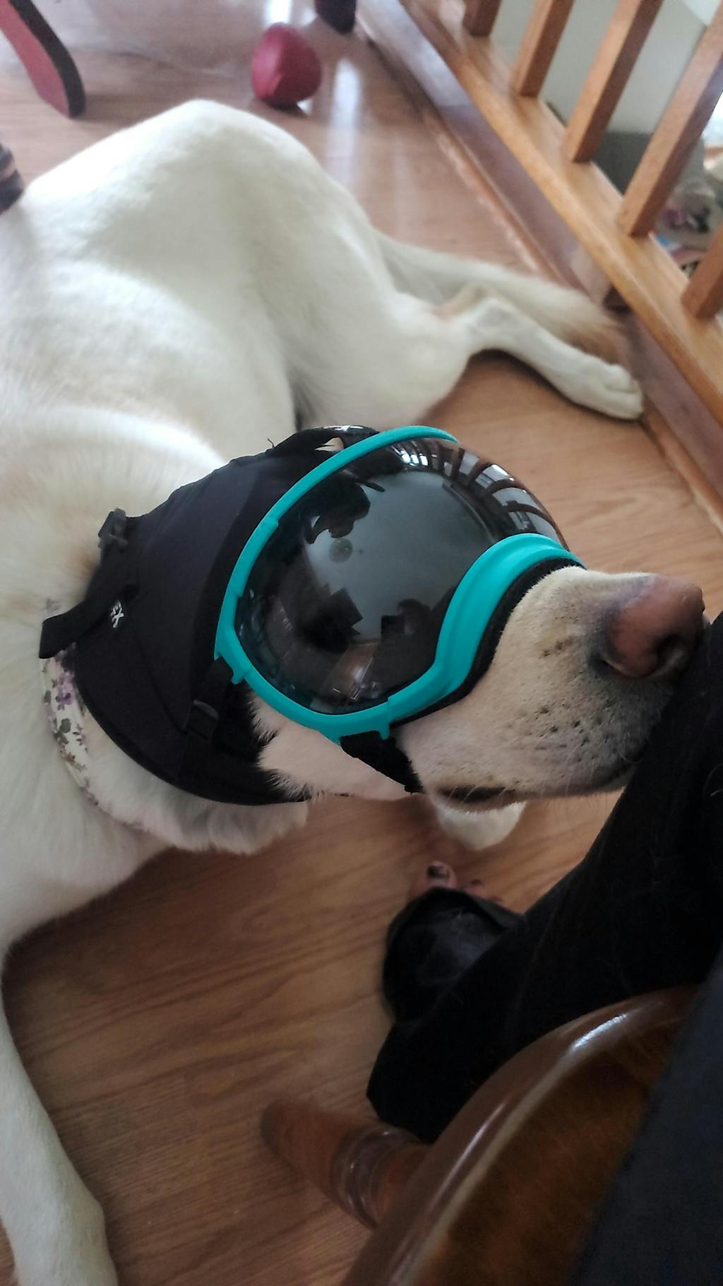 Ear Pro Dog Ear & Hearing Protection Rex Specs