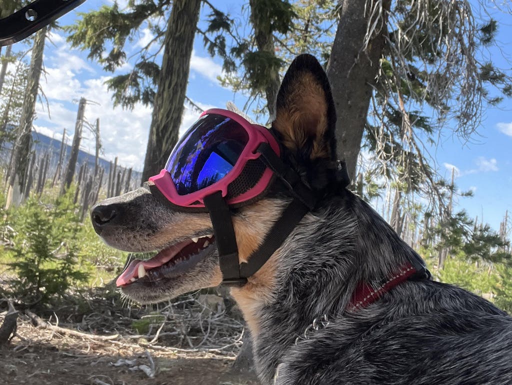 Original Replacement Lenses Rex Specs