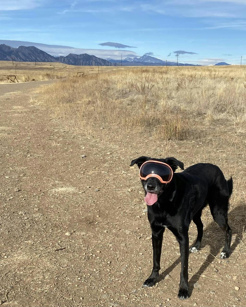 V2 Replacement Lenses Rex Specs