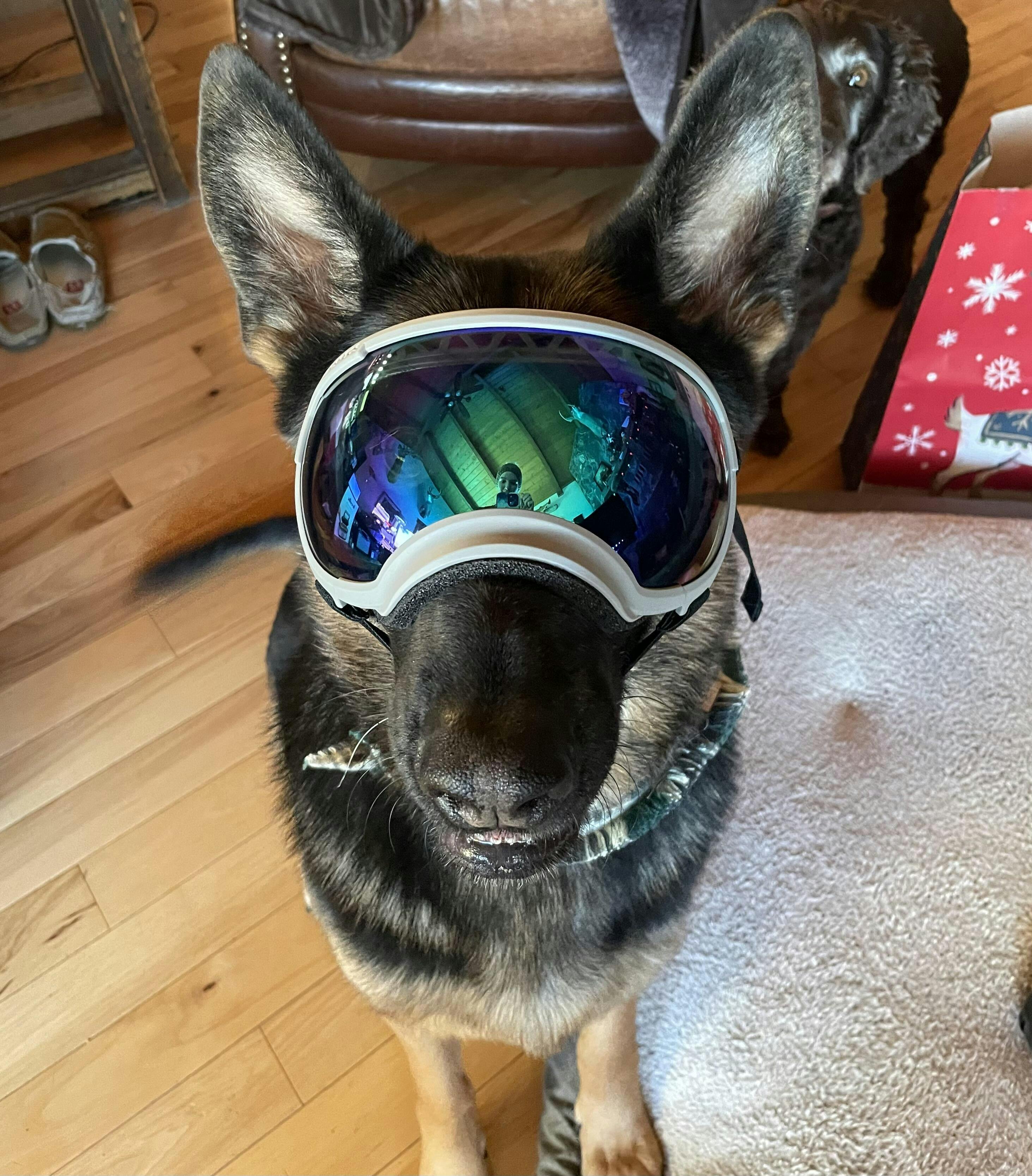 V2 Replacement Lenses Rex Specs