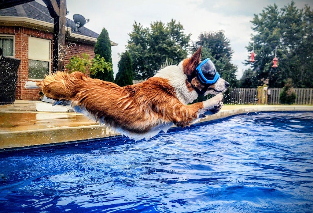 V2 Replacement Lenses Rex Specs