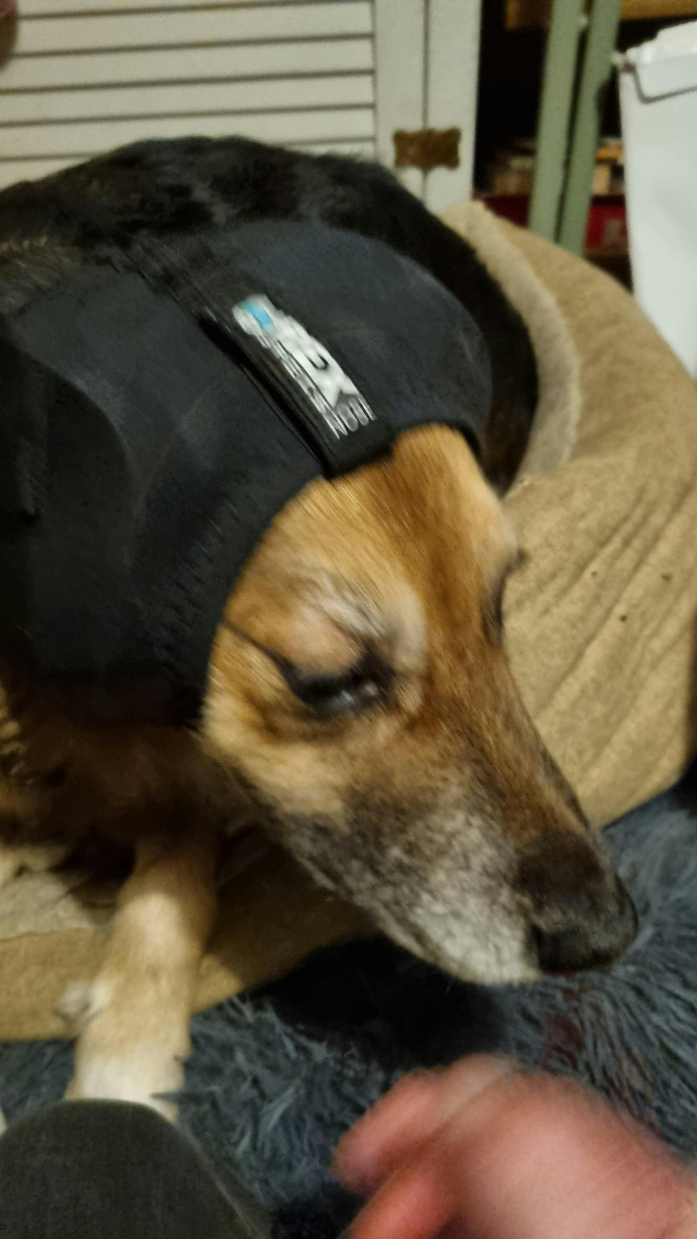 Ear Pro Dog Ear & Hearing Protection Rex Specs