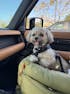 Ride Buddy - Dog Booster Seat & Bed