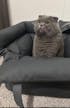Ride Buddy - Dog Booster Seat & Bed