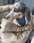 Ride Buddy - Dog Booster Seat & Bed