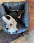 Ride Buddy - Dog Booster Seat & Bed