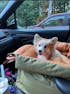 Ride Buddy - Dog Booster Seat & Bed