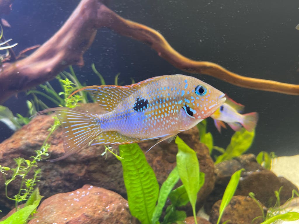 Ellioti Cichlid