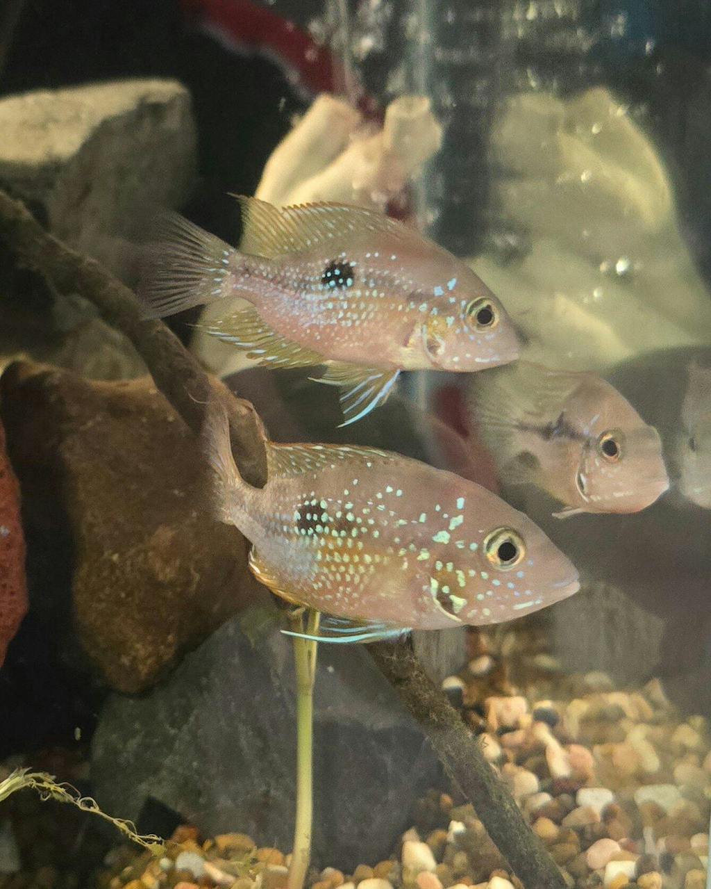 Ellioti Cichlid