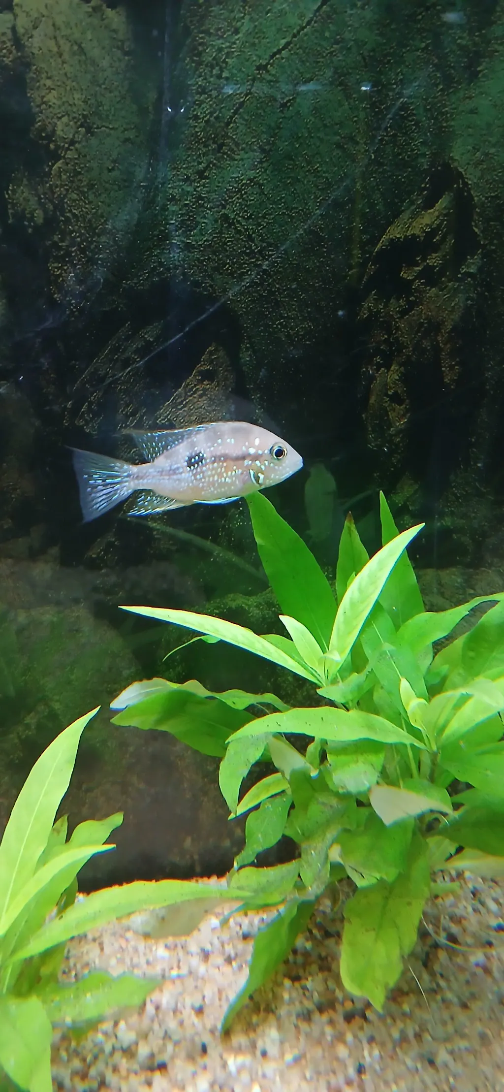 Ellioti Cichlid