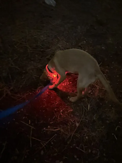 Mountain Beacon - LED Dog Safety Collar