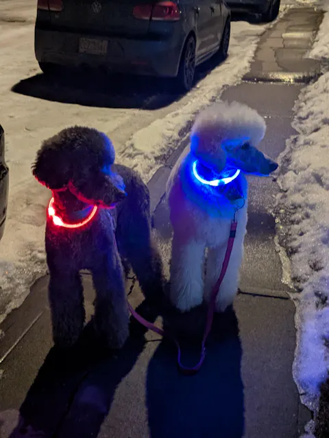 Mountain Beacon - LED Dog Safety Collar