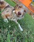 Rabbit Feet Dog Chews – Single Ingredient
