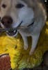 Peanut Butter Banana Dog Treats – Limited Ingredients