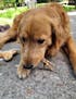 Chicken Feet Dog Treats – Single Ingredient