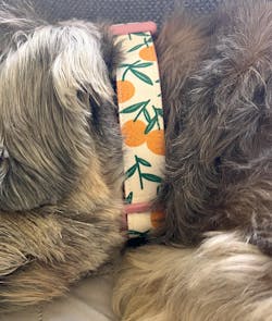 Clementine Orange Dog Collar