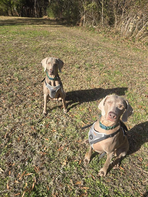 Emerald Green Sparkle Dog Collar