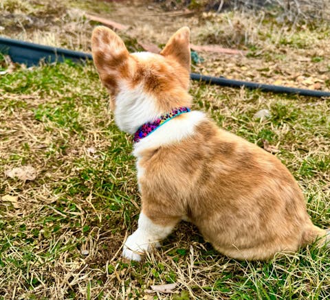 Rainbow Leopard Print Dog Collar
