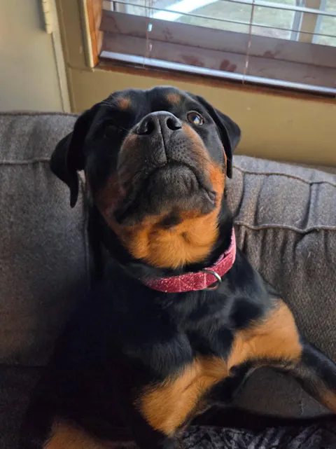 Bubblegum Pink Sparkle Dog Collar