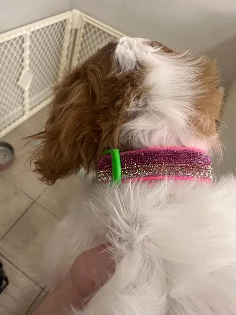 Sunset Ombre Sparkle Dog Collar