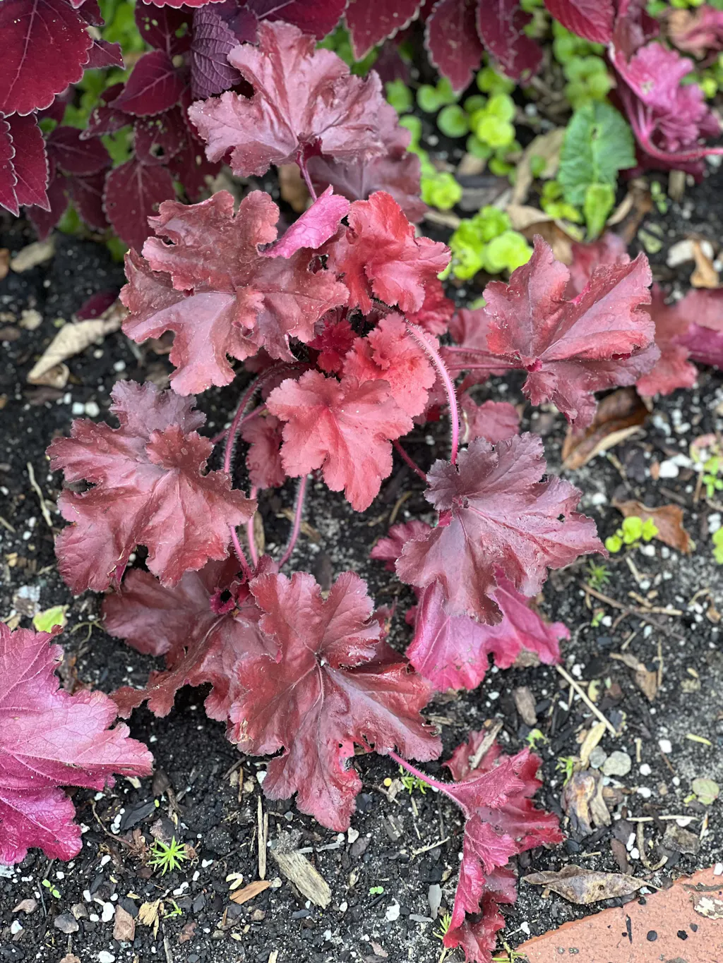 heuchera red dress Heuchera Forever Red | 1-Quart | White/Silver