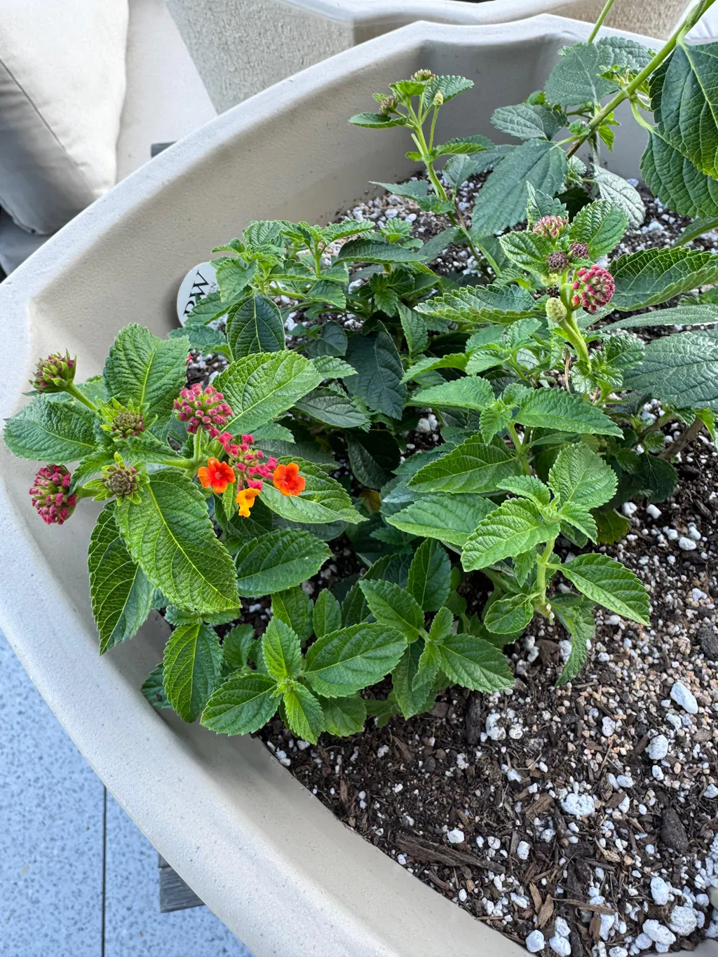 Lantana camara 'Luscious® Marmalade' – Romence Gardens & Greenhouses