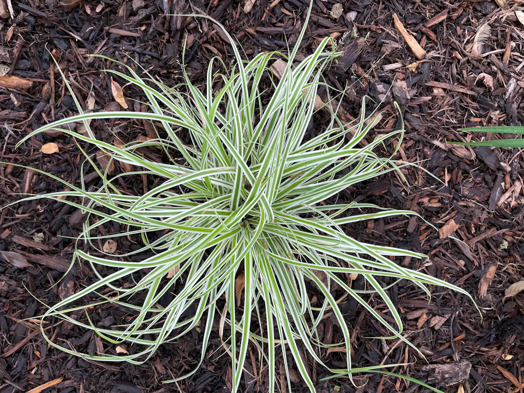 Carex oshimensis EverColor® 'Everest' – Romence Gardens & Greenhouses