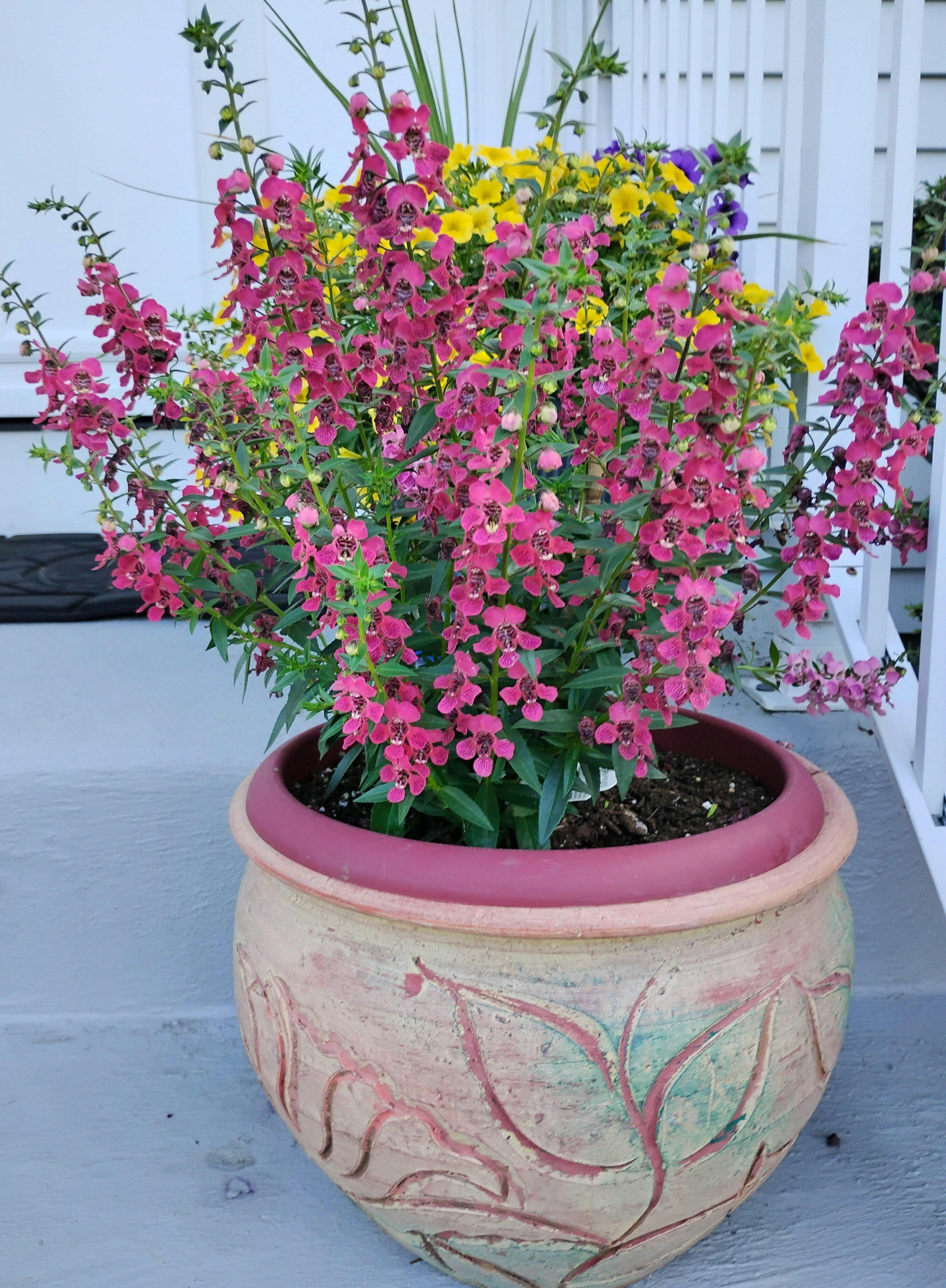 アクエリアンエイジ　プリンセスローズマリー　VF Angelonia angustifolia hybrid 'Angelface® Wedgwood Blue' – Romence