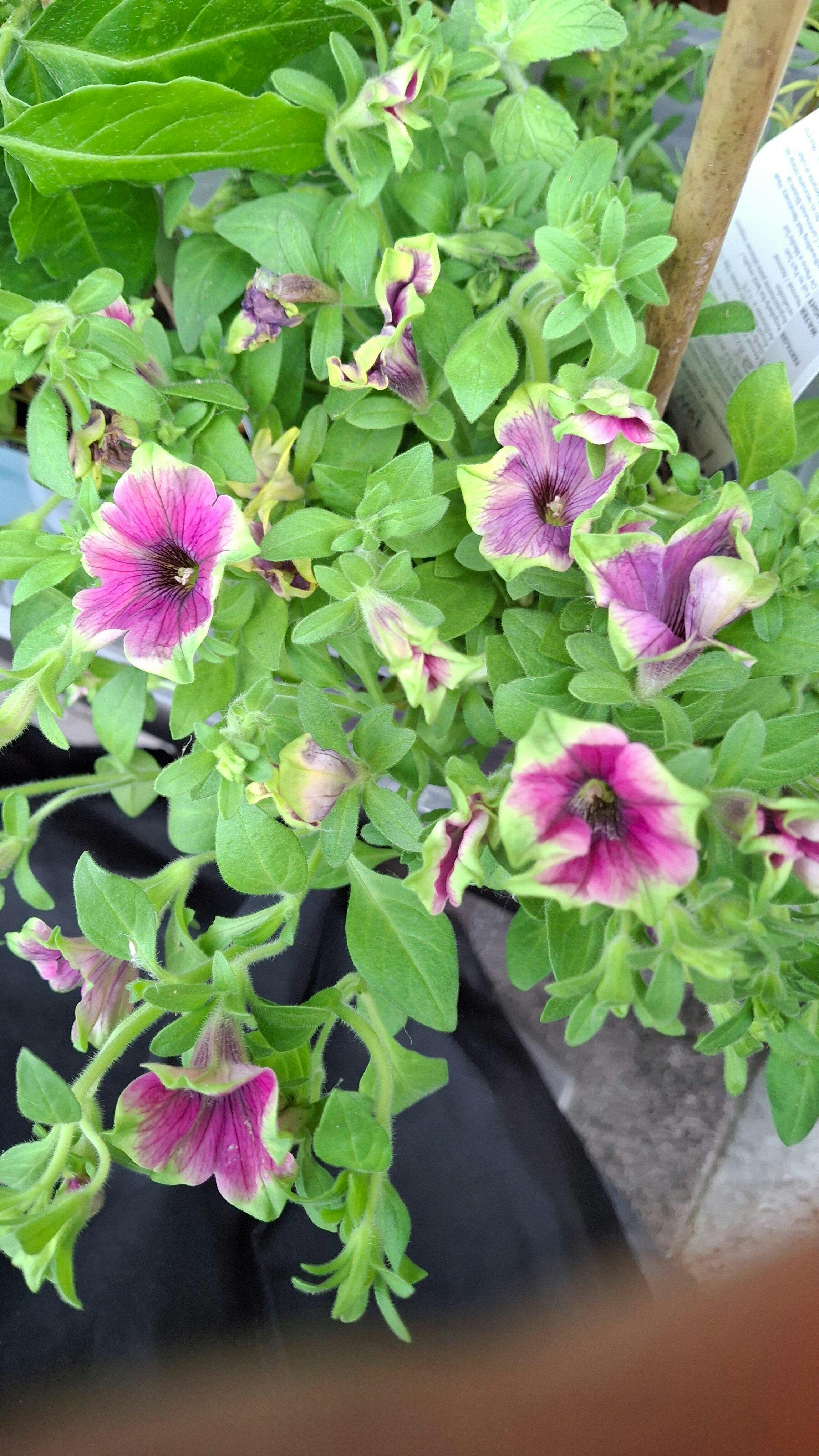 Petunia hybrid 'Supertunia® Hoopla™ Vivid Orchid™' – Romence