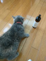 【会員価格】ループ ビューティー ボタニカル ドライシャンプー